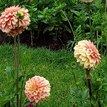 Nooney Jacquelyn Landscape - dahlias in a garden - Landscaping Near Me - Eliot, Maine Nooney Jacquelyn Landscape - dahlias in a garden - Landscaping Near Me - Eliot, Maine