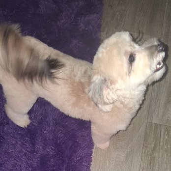 Barking Dogs Mobile Grooming - Pet Groomers Near Me