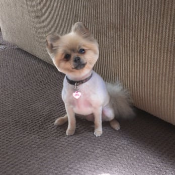 Just For Paws Grooming - Thank you for her brautiful summer trim :) - Pet Groomers Near Me - Canyon Lake, California Just For Paws Grooming - Thank you for her brautiful summer trim :) - Pet Groomers Near Me - Canyon Lake, California