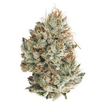 PB Marijuana - Gorilla Glue #4 - Cannabis Dispensaries Near Me PB Marijuana - Gorilla Glue #4 - Cannabis Dispensaries Near Me