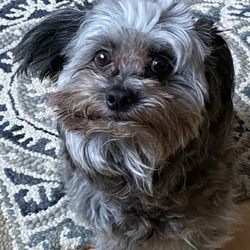 Harthaven Pet Cremation Services
