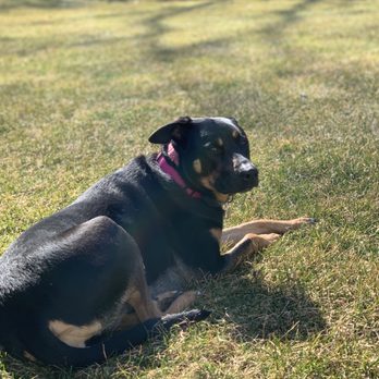Pawmos Dog Training - Our much happier... and calmer dog. - Dog Walkers Near Me Pawmos Dog Training - Our much happier... and calmer dog. - Dog Walkers Near Me