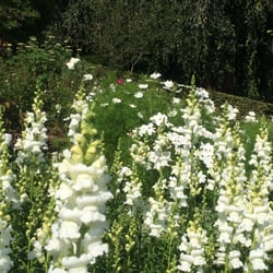 Jardins de Valloire - Le jardin blanc (cherchez l'intrus).