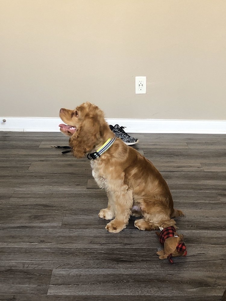 JACKIE’S DOG GROOMING 1110 34th St N, Texas City, Texas Pet