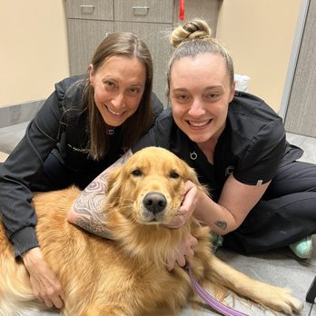 Veterinary Eye Institute Upland - Dr. Calvarese and Halee giving great care to AnaBear. - Veterinarians Near Me - Upland, California Veterinary Eye Institute Upland - Dr. Calvarese and Halee giving great care to AnaBear. - Veterinarians Near Me - Upland, California