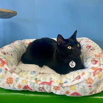 Cattyshack Cat Cafe - Themed Cafes Near Me - Fort Myers, Florida Cattyshack Cat Cafe - Themed Cafes Near Me - Fort Myers, Florida
