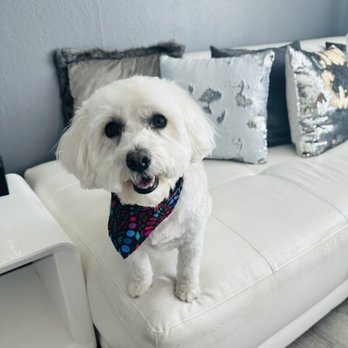 Aurora Pet Grooming - Pet Groomers Near Me - Aurora, Colorado Aurora Pet Grooming - Pet Groomers Near Me - Aurora, Colorado