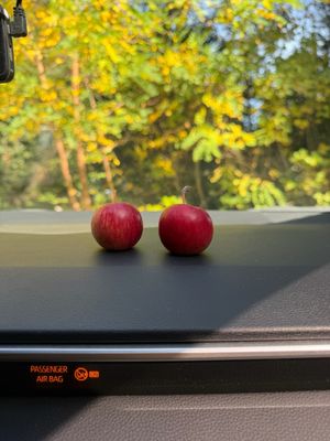 The Apple Farm by null