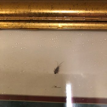 Travel Inn & Suites - Dead bugs killed on photo frames, left by housekeeping - Hotels Near Me - Flemington, New Jersey
