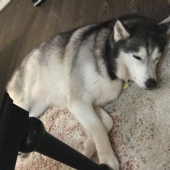Bed Bath And Biscuit - Pet Sitting Near Me - Willis, Texas Bed Bath And Biscuit - Pet Sitting Near Me - Willis, Texas
