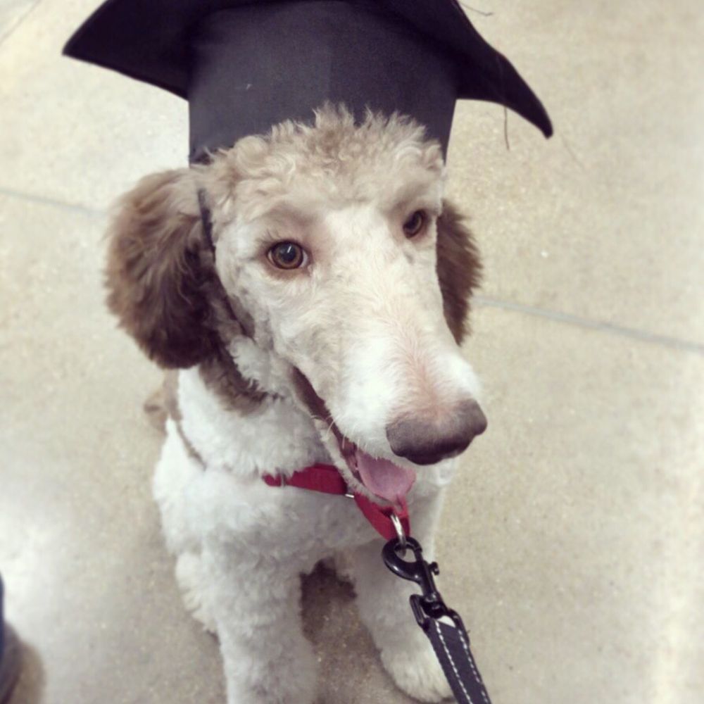 PetSmart - Pet Training Near Me - Cedar Park, Texas PetSmart - Pet Training Near Me - Cedar Park, Texas