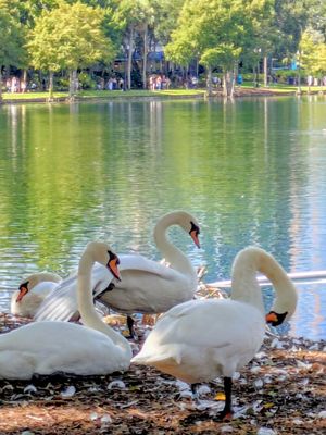 Orlando Farmers' Market by null