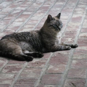 Rose's TLC Pet Care - Me2- I am a well fed feral..wouldn't you agree? - Pet Sitting Near Me Rose's TLC Pet Care - Me2- I am a well fed feral..wouldn't you agree? - Pet Sitting Near Me