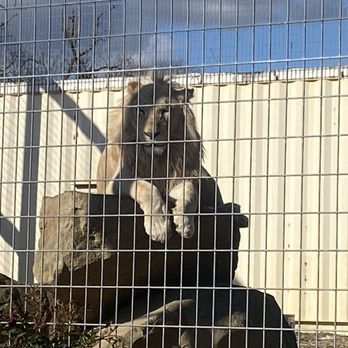 Plumpton Park Zoo - Kimba the white lion - Zoos Near Me - Rising Sun, Maryland Plumpton Park Zoo - Kimba the white lion - Zoos Near Me - Rising Sun, Maryland