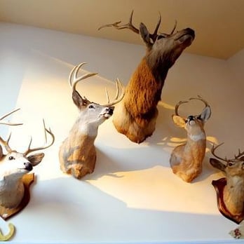 Your Man Friday - deer heads mounted on a wall - Handyman Near Me Your Man Friday - deer heads mounted on a wall - Handyman Near Me