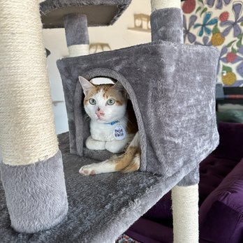 HUNTER’S KITTEN LOUNGE - Updated August 2025 - 70 Photos & 11 Reviews