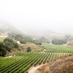 Pisoni Family Vineyards