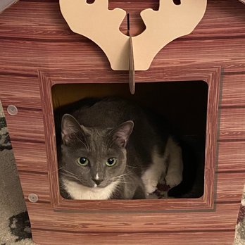 Posh Pets Rescue - Winnie takes a rest in Moose Lodge. - Animal Shelters Near Me - Long Beach, New York