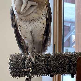 Teton Raptor Center - Zoos Near Me - Wilson, Wyoming Teton Raptor Center - Zoos Near Me - Wilson, Wyoming