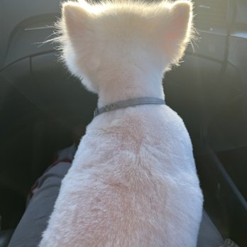 PetSmart - patchy shaving - Pet Groomers Near Me - Hudson, Massachusetts