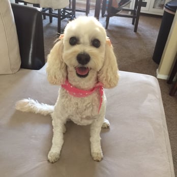 Ann's Pet Grooming - Pet Groomers Near Me - Brea, California Ann's Pet Grooming - Pet Groomers Near Me - Brea, California