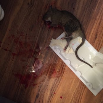 Marin Rat And Rodent - Pest Control Near Me