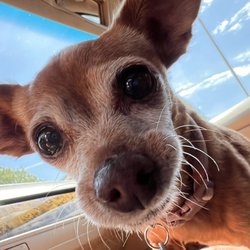 Java Express - Penny loved her puppachino!