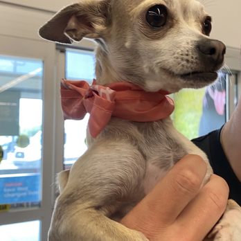 PetSmart - Dog - Pet Training Near Me - Roanoke, Texas PetSmart - Dog - Pet Training Near Me - Roanoke, Texas