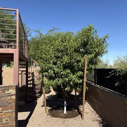 Our backyard has a lime tree, lemon tree, grapefruit tree, and today we are proud to add a peach tree and a tangelo orange tree Our backyard has a lime tree, lemon tree, grapefruit tree, and today we are proud to add a peach tree and a tangelo orange tree