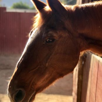 Griffith Park Horse Rentals - Horseback Riding Near Me - Glendale, California