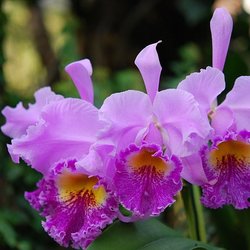 Paradise Kauai Mobile Massage - Kauai's sweet fragrances surround you