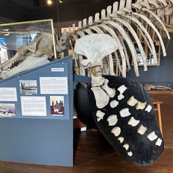 The Whale Museum - Skeleton - Museums Near Me - Friday Harbor, Washington The Whale Museum - Skeleton - Museums Near Me - Friday Harbor, Washington