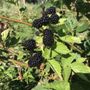 Heidi's Raspberry Farm