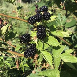 Heidi's Raspberry Farm - Bushes full of ripe berries for the pickin'