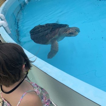 The Turtle Hospital - Veterinarians Near Me - Marathon, Florida The Turtle Hospital - Veterinarians Near Me - Marathon, Florida