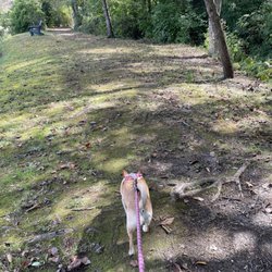 Oldman's Creek Campground - Taking the dog for a walk on the trail