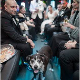 Dog friendly party bus!