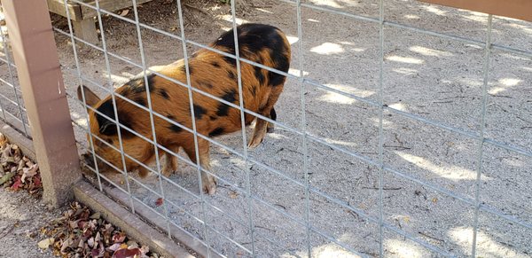 Milwaukee County Zoo by null