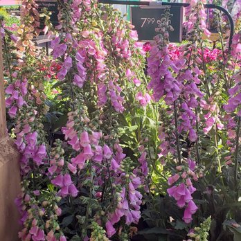 Armstrong Garden Centers - My sister's mothers' day gift. - Nurseries & Gardening Near Me - Monrovia, California Armstrong Garden Centers - My sister's mothers' day gift. - Nurseries & Gardening Near Me - Monrovia, California