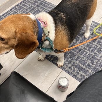 COTA Veterinary - Elsie trying to get on the couch like she always does - Veterinarians Near Me - Richmond, Virginia