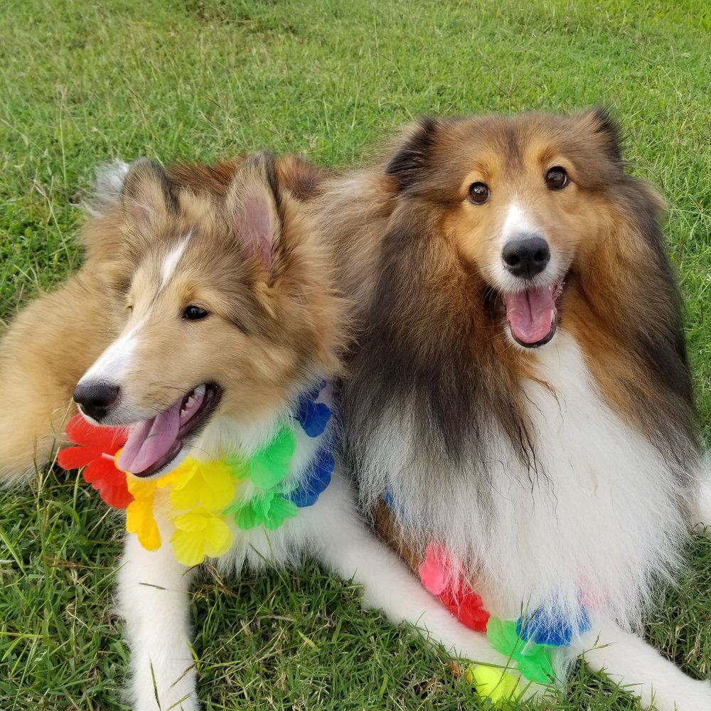 Petco - Picture of my beautiful dog that Niko (from Petco) wanted to shave and ruin her coat forever!!!! She is on the right - Pet Stores Near Me - Ewa, Hawaii Petco - Picture of my beautiful dog that Niko (from Petco) wanted to shave and ruin her coat forever!!!! She is on the right - Pet Stores Near Me - Ewa, Hawaii