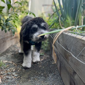 Pupperie - Finley in the garden; 2022 - Dog Walkers Near Me - San Francisco, California Pupperie - Finley in the garden; 2022 - Dog Walkers Near Me - San Francisco, California