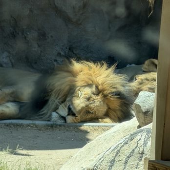 Reid Park Zoo - Lions - Zoos Near Me - Tucson, Arizona Reid Park Zoo - Lions - Zoos Near Me - Tucson, Arizona
