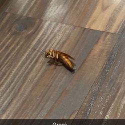 SimonMed Imaging - North Gilbert Superstition - Dead cockroach in the waiting room - gross
