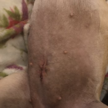 American Pet Hospital - Spay by vet.#2 at same place, after just 2 days. Excellent work. A+ by this vet. #2. - Veterinarians Near Me - Modesto, California