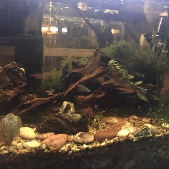 Superway Aquarium - Neon tetras - Local Fish Stores Near Me - Hayward, California Superway Aquarium - Neon tetras - Local Fish Stores Near Me - Hayward, California