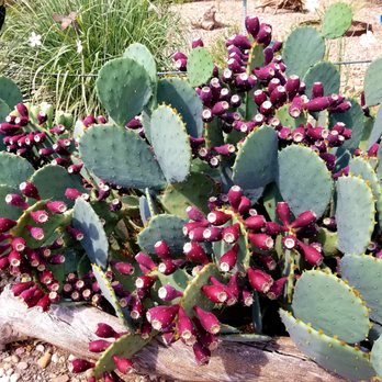 Chaparral Cactus & Succulents - Nurseries & Gardening Near Me - Amarillo, Texas