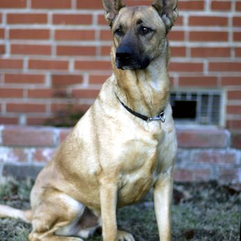 BluePearl - Town Center - Andrew - Veterinarians Near Me - Virginia Beach, Virginia