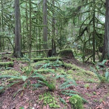 Hidden Grove - Hiking Near Me - Sechelt, British Columbia Hidden Grove - Hiking Near Me - Sechelt, British Columbia