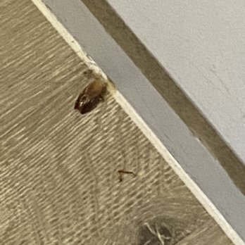 Loft Vue - Dead roaches - University Housing Near Me - Ft. Worth, Texas